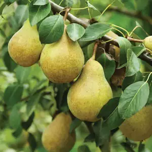 Trixzie Pear Mini Fruit Tree Trixzie Pear Mini Fruit Tree