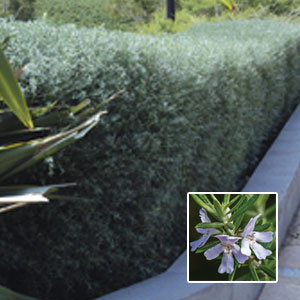 Starter Pack – Westringia Wynyabbi Gem Starter Pack – Westringia Wynyabbi Gem