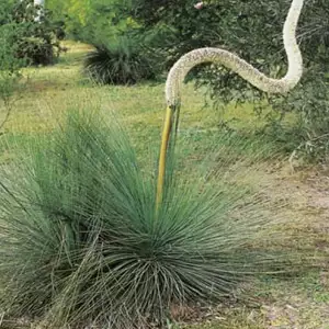 Wildflower Seed – Australian Grass Tree Wildflower Seed – Australian Grass Tree