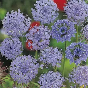 Wildflower Seed – Blue Rottnest Island Daisy Wildflower Seed – Blue Rottnest Island Daisy