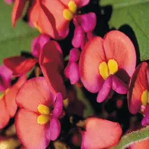 Wildflower Seed – Coral Creeper Wildflower Seed – Coral Creeper