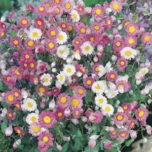 Wildflower Seed – Everlasting Daisies Wildflower Seed – Everlasting Daisies