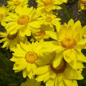 Wildflower Seed – Golden Everlasting Daisy Wildflower Seed – Golden Everlasting Daisy