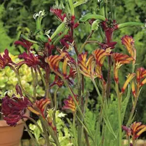 Wildflower Seed – Kangaroo Paw Mixed Wildflower Seed – Kangaroo Paw Mixed