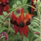 Wildflower Seed Sturt Pea Seewsespe - Garden Express Australia