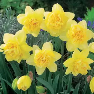 Daffodil Dick Wilden Daffodil Dick Wilden