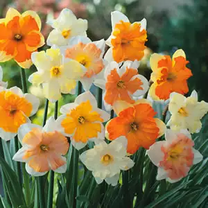 Best Gardening Gifts For Her Best Gardening Gifts For Her