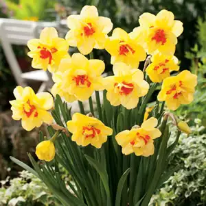 Daffodil Tahiti Daffodil Tahiti