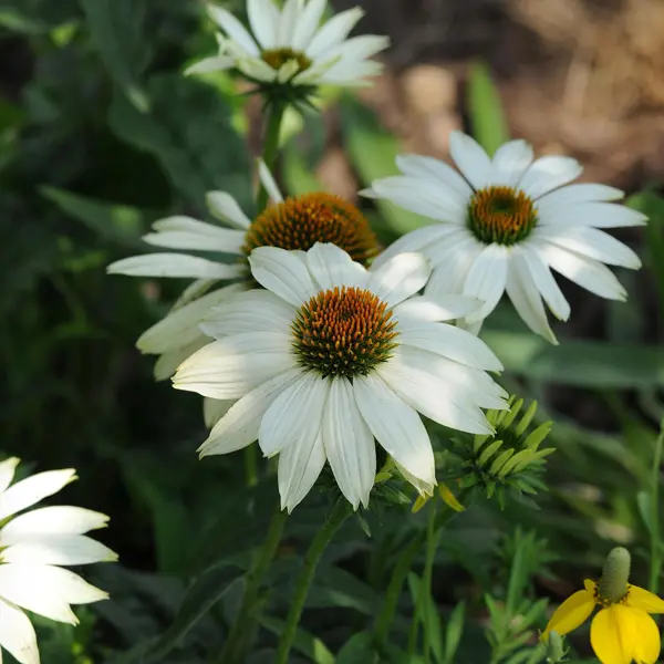 Echinacea Pow Wow White