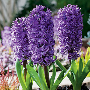 Hyacinth Collection 2