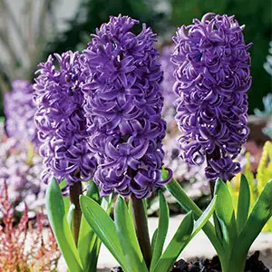 Hyacinth Collection 2 Hyacinth Collection 2