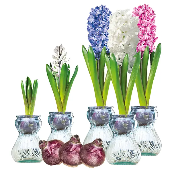 Hyacinth Vase Kit Set Of 3