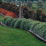 Pitto Golf Ball Hedge - Garden Express Australia