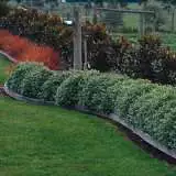 Pitto Golf Ball Hedge - Garden Express Australia
