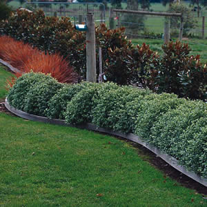 Starter Pack – Pittosporum Golf Ball (Pbr)