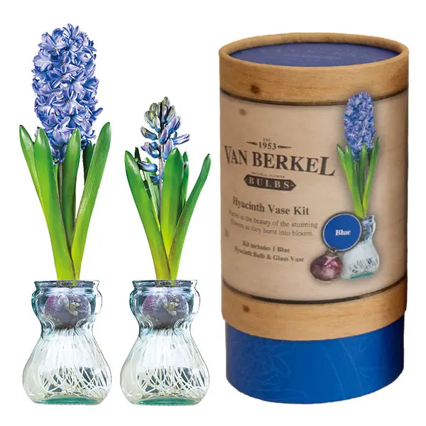 Hyacinth Vase Kit Blue Hyacinth Vase Kit Blue
