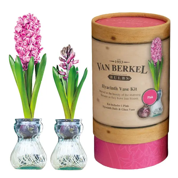 Hyacinth Vase Kit Pink Hyacinth Vase Kit Pink