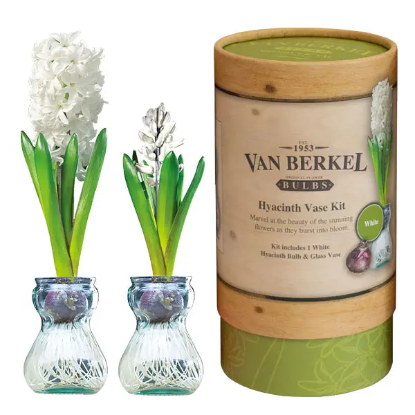 Hyacinth Vase Kit White Hyacinth Vase Kit White