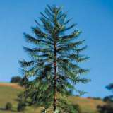 Wollemi Pine – 430mm Pot
