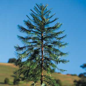 Wollemi Pine – 430mm Pot