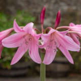 Crinum Lily Pink Crinum Lily Pink