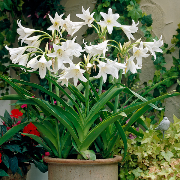 Crinum Lily White Crinum Lily White