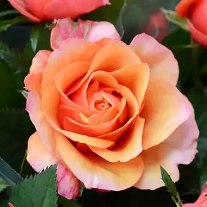 Rose Ashram