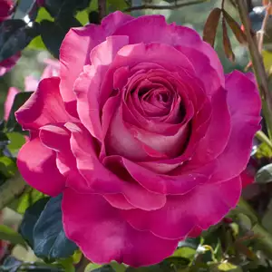 Rose Baronne De Rothschild Rose Baronne De Rothschild