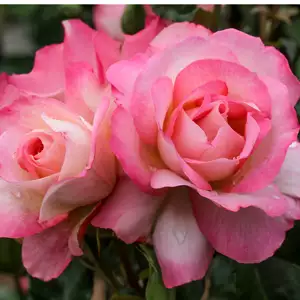 Rose Bold Seduction (Pbr) Rose Bold Seduction (Pbr)