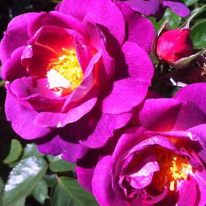 Brindabella Rose Swoon Brindabella Rose Swoon
