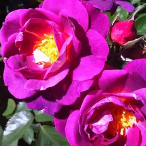 Brindabella Rose Swoon
