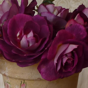 Brindabella Rose Swoon Brindabella Rose Swoon