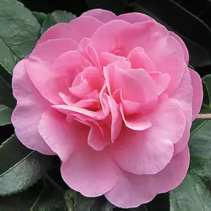 Camellia Jennifer Susan Camellia Jennifer Susan