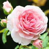 Chaucer 15 St - Garden Express Australia