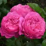 Childs Love Rose 15 Flickr - Garden Express Australia