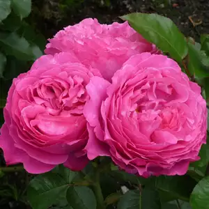 Rose Childs Love Rose Childs Love