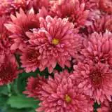 Garden Mum Chrysanthemum Collection Garden Mum Chrysanthemum Collection