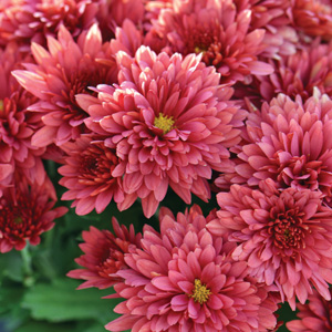 Garden Mum Chrysanthemum Collection Garden Mum Chrysanthemum Collection