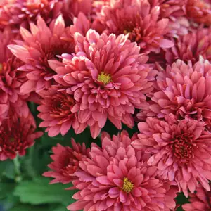 Garden Mum Chrysanthemum Collection Garden Mum Chrysanthemum Collection