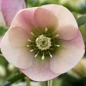 Hellebore Single Apricot Peach Hellebore Single Apricot Peach