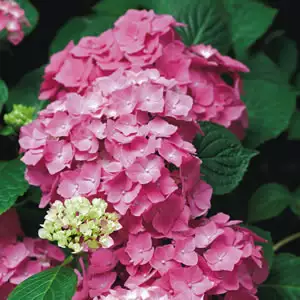 Hydrangea Pia Mina Hydrangea Pia Mina