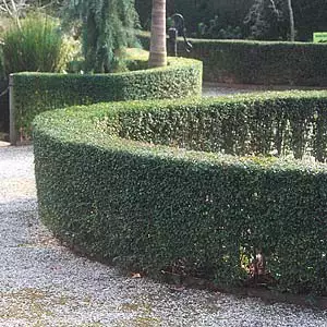 Hedging Pack – Ligustrum Undulatum Hedging Pack – Ligustrum Undulatum