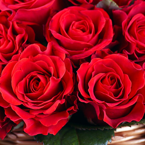 Rose Lili Marlene Rose Lili Marlene