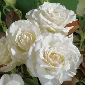 Rose Memoire