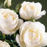 Rose Princess Of Wales (Pbr) Rose Princess Of Wales (Pbr)