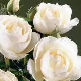 Princess Of Wales 15 Fot - Garden Express Australia