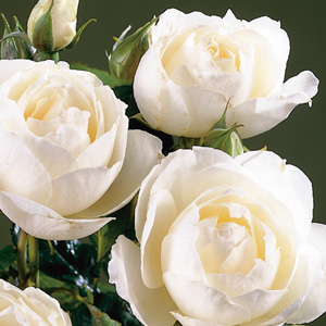 Rose Princess Of Wales (Pbr) Rose Princess Of Wales (Pbr)