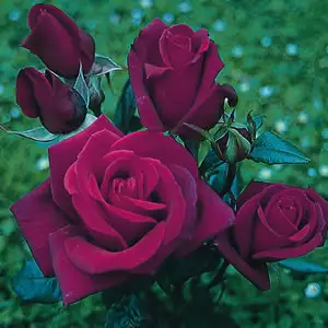 Rose Blackberry Nip