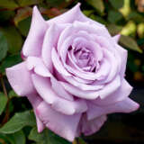 Rose Charles De Gaulle Roshcdg - Garden Express Australia