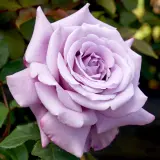 Rose Charles De Gaulle Roshcdg - Garden Express Australia